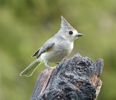 Titmouse